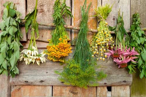 Santé au naturel : Le guide complet de s plantes médicinales