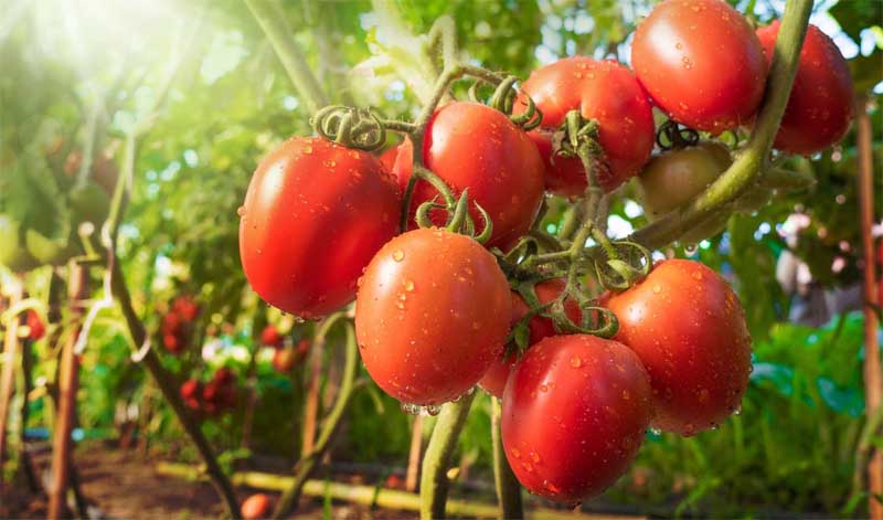 les tomates sont riches en nutriments essentiels tels que la vitamine C, le potassium, l’acide folique et la vitamine K