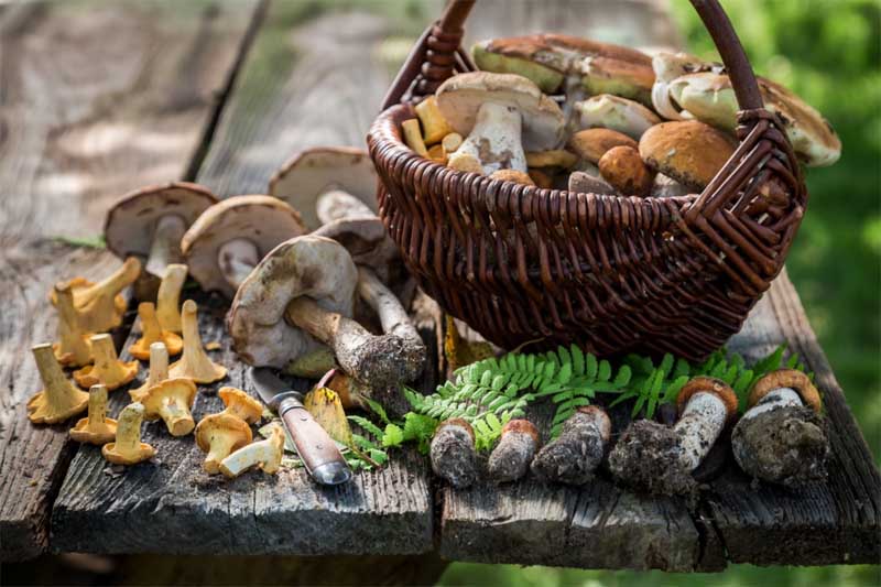 Les champignons sont des aliments riches en protéines, en fibres, en vitamines, en minéraux et en antioxydants.